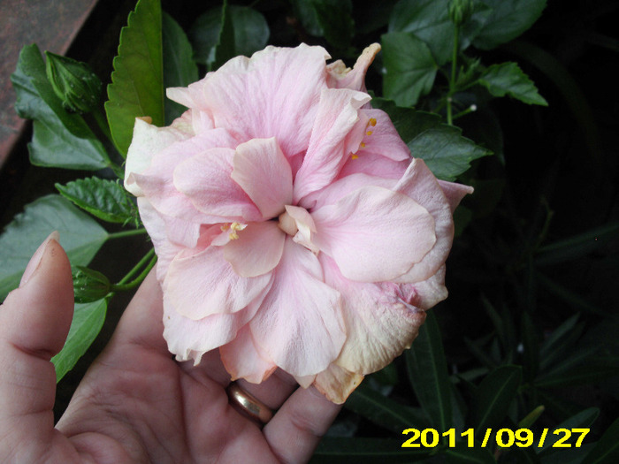 Picture 002