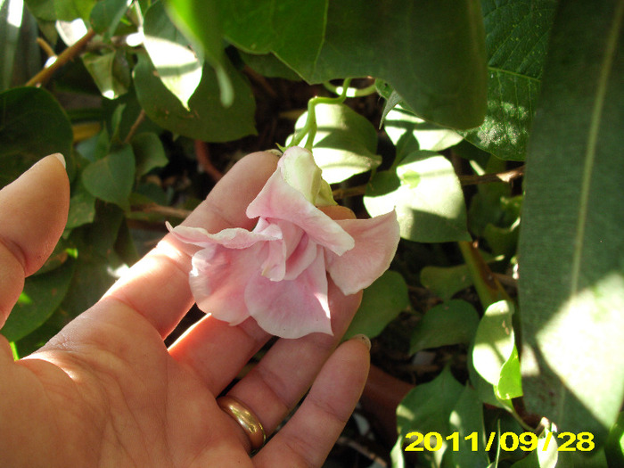 Picture 006