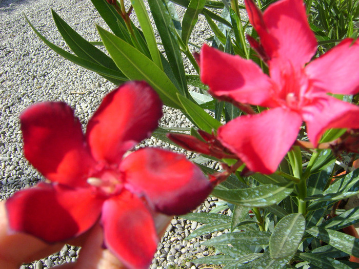 in stanga Emil [ de lael provin semintele] in dreapta puiul