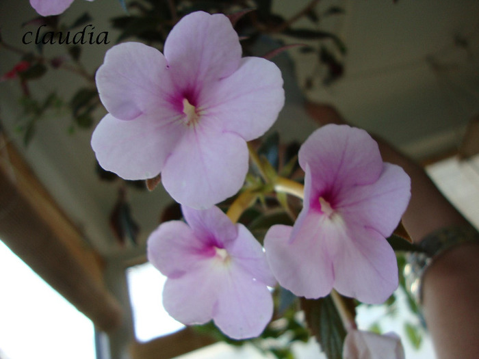 DSC03520 - 0 achimenes