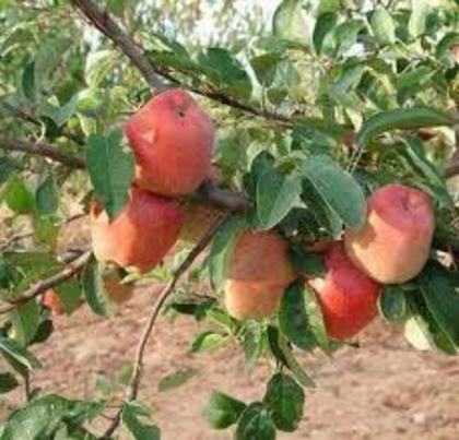 Soiuri-de-Mere-de-Toamna-Parmen-Auriu - gradina de legume si fructe