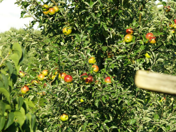 mere - gradina de legume si fructe