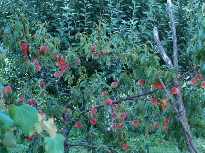 piersici - gradina de legume si fructe