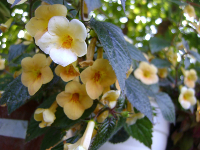 yellow beauty - Achimenes