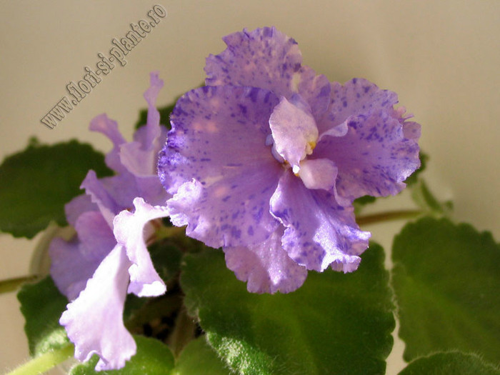 Saintpaulia Pretty Miss Kely