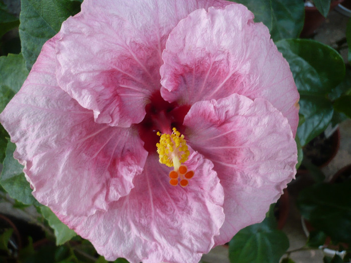 P1100311 - HIBISCUSI 2011-3