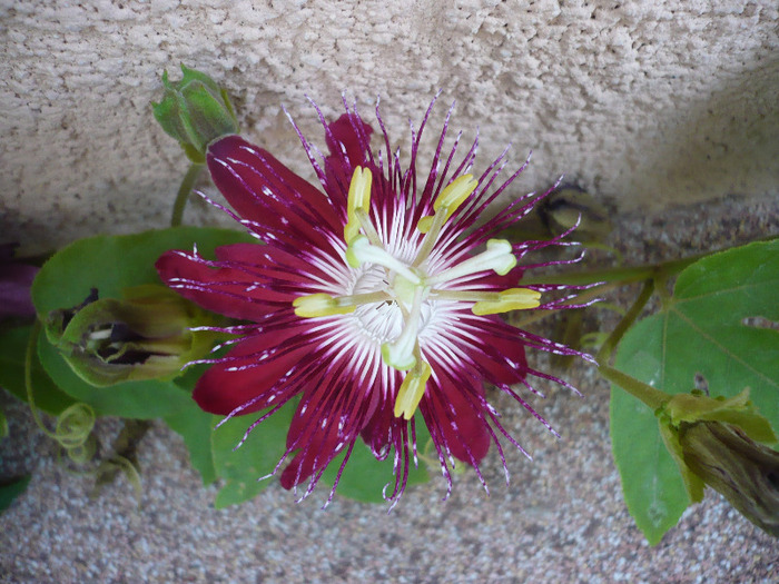 P1100313 - zzz-PASSIFLORA-iesite din colectie