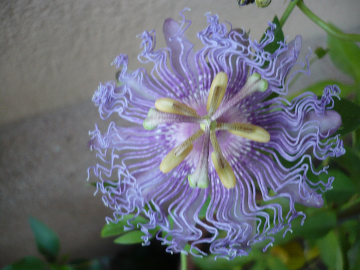 P1100314 - zzz-PASSIFLORA-iesite din colectie