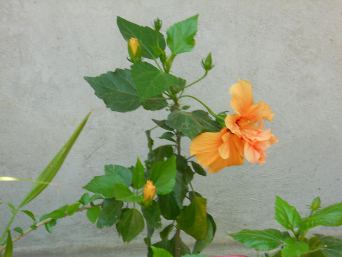 HIBISCUS PORTOCALIU - ALBUM 2011