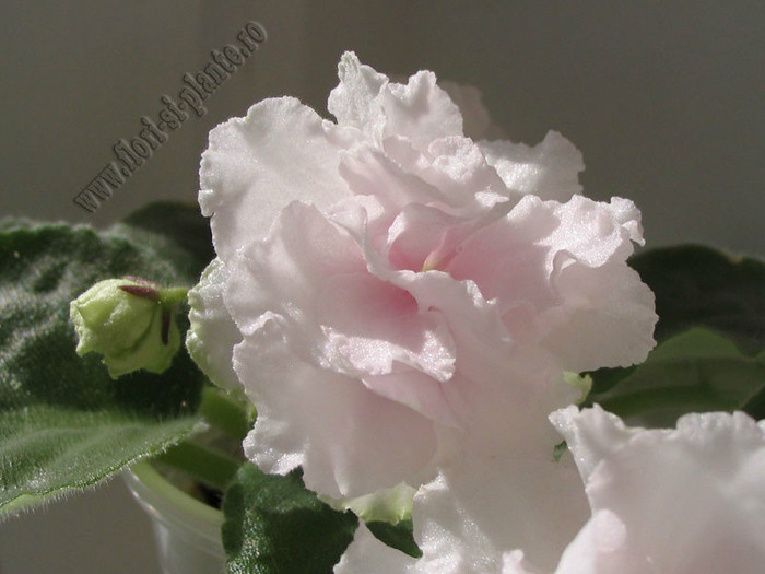 Saintpaulia Nancy Leigh 5