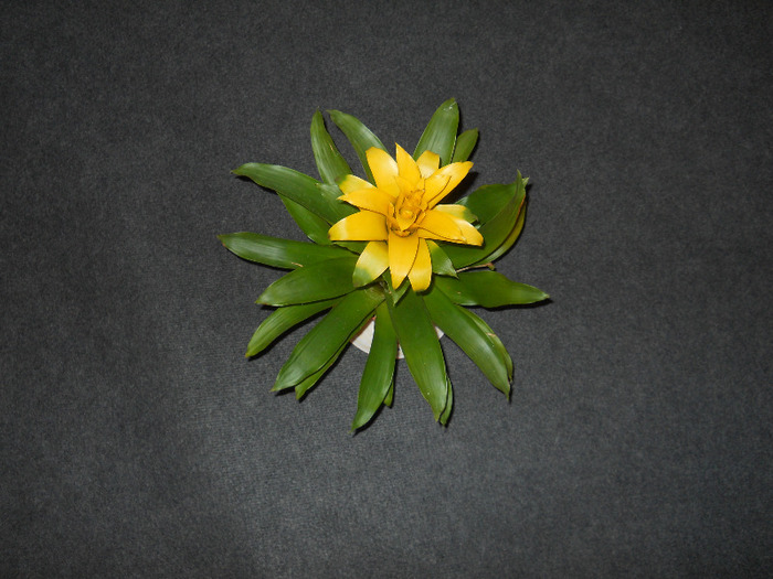 GUZMANIA GALBENA - ALBUM 2011
