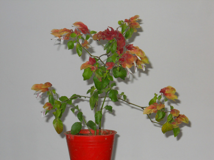 BELOPERONE; BELOPERONE
