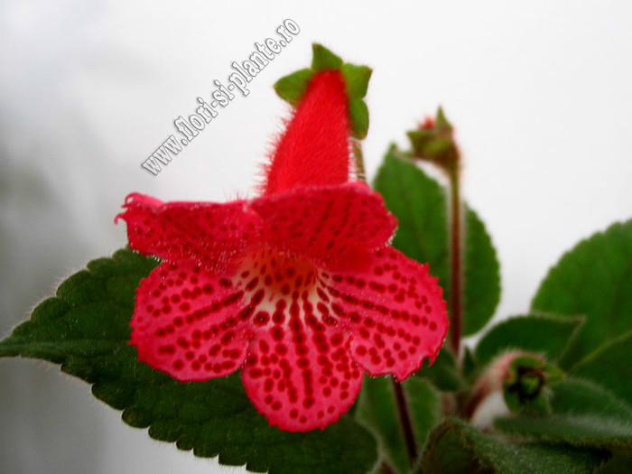 Kohleria Yfs Lucica  - cu multe franjuri - KOHLERIA I
