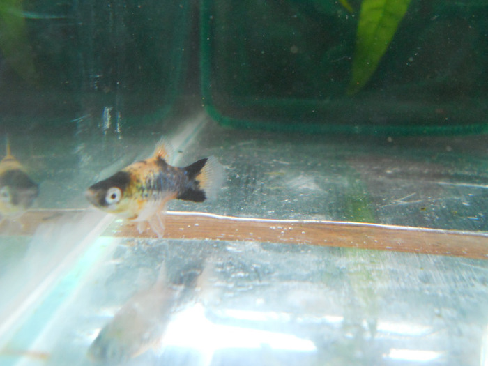 septembrie 2011 019; platy
