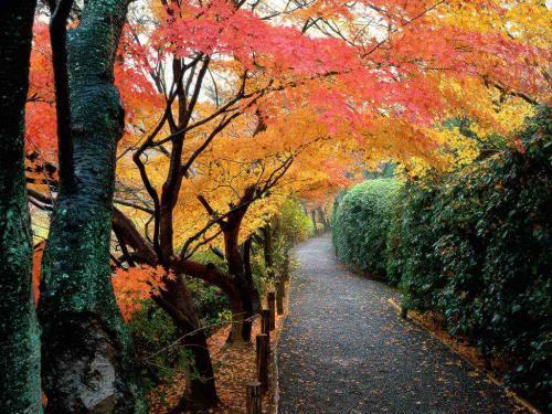 Peisaje Wallpapers_ Peisaj Padure Kyoto_ Peisaje din Japonia - Japonia