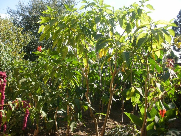 P9300061