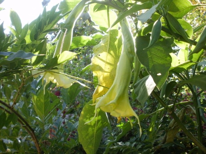 P9300066