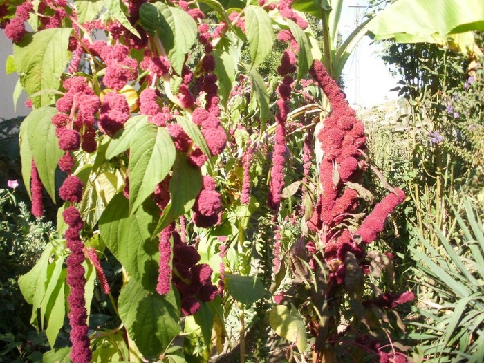 P9300082 - flori septembrie 2011