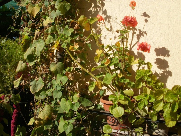 P9300087 - flori septembrie 2011