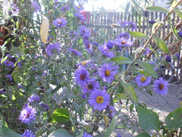 P9300107 - flori septembrie 2011