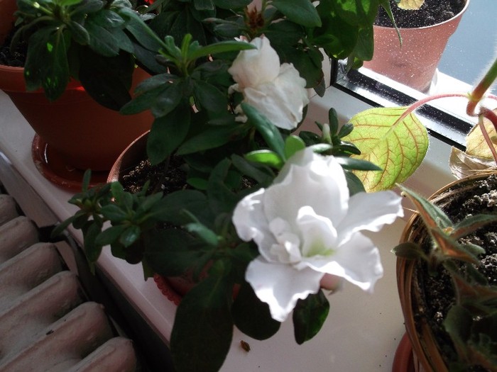 SUNT o AZALEE  CAPITALISTA - FLORI DIVERSE