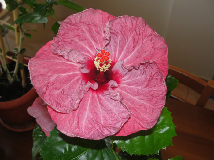 hibi twilight glow - C-HIBISCUS DE LA GOMMER-2011