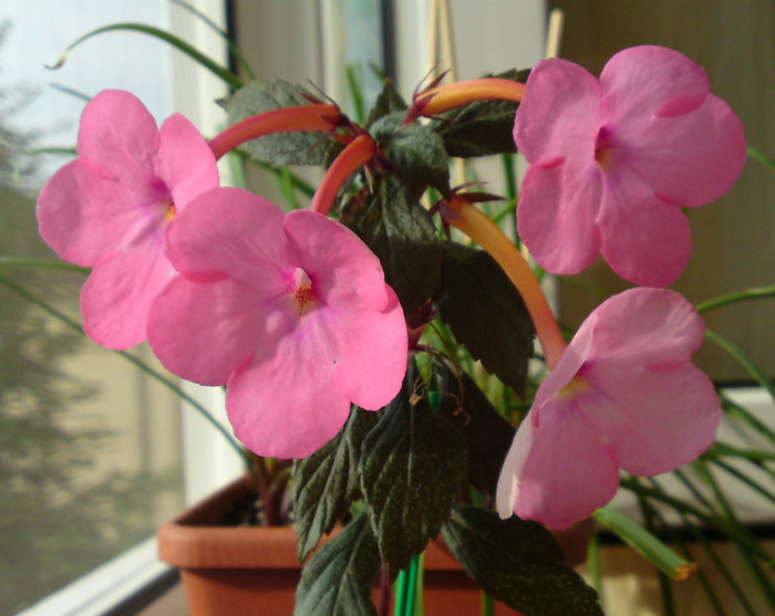 Cascade Fashionable Pink