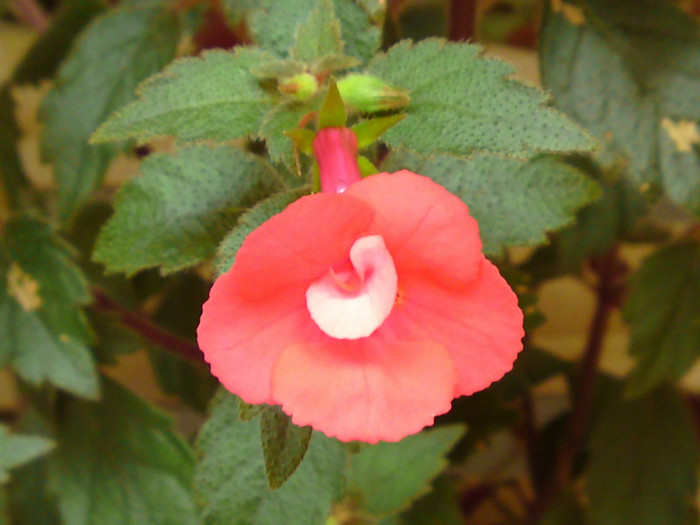 Stan's Delight - Achimenes