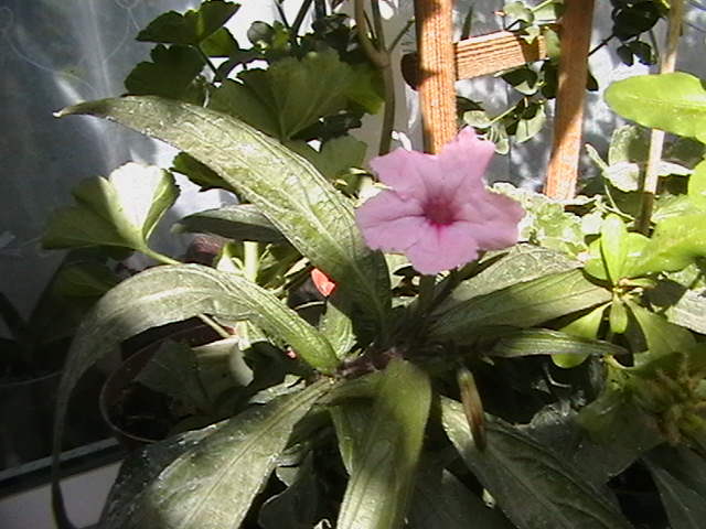 Picture 004