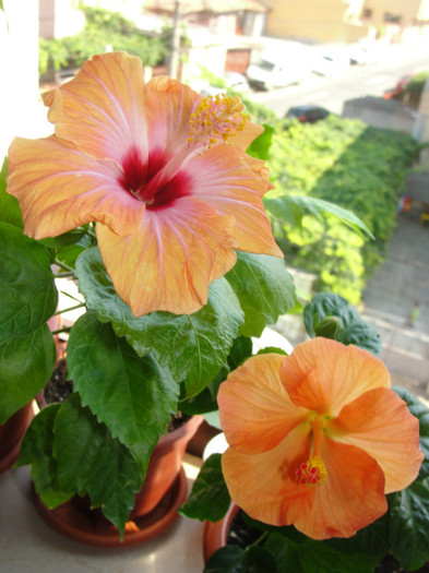 hibi passion si wiki orange - hibiscus deosebit- preferatii mei