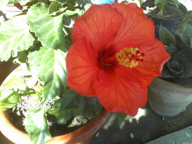 P27-09-11_11.52[2] - hibiscus