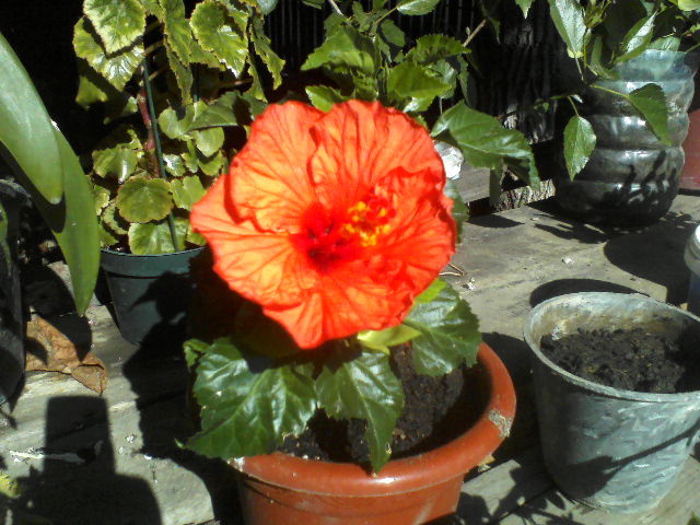 P31-08-11_10.31 - hibiscus