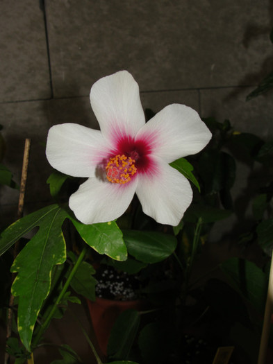 hibi fijian white - C-hibiscus 2011- 2