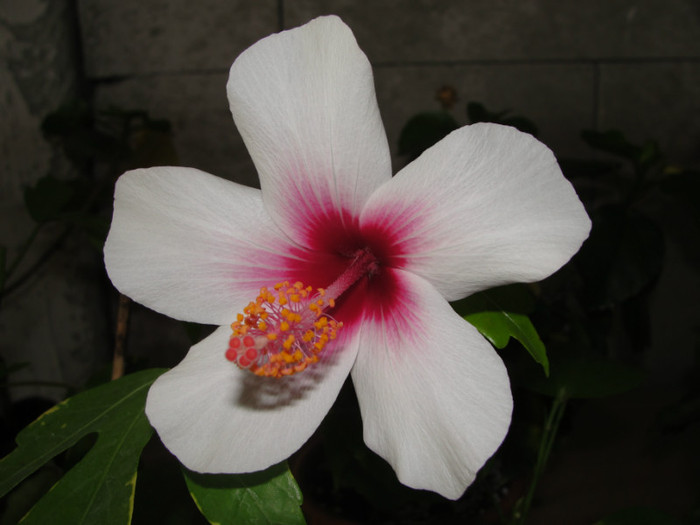 hibi fijian white - C-hibiscus 2011- 2