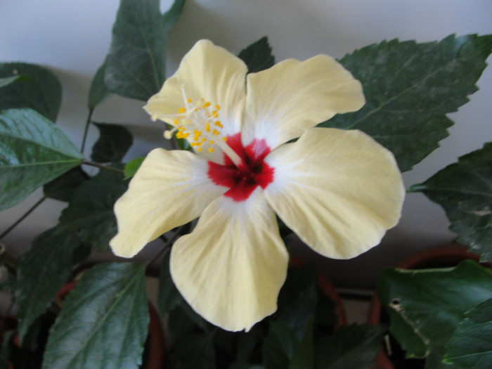 hibi lutea - C-hibiscus 2011- 2