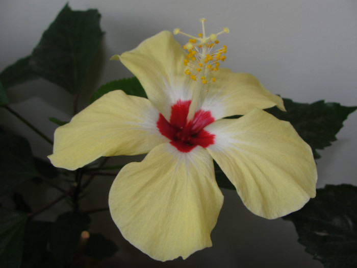 hibi lutea - C-hibiscus 2011- 2