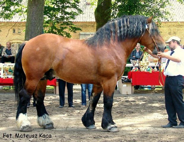 belus - expozitie cai polonia