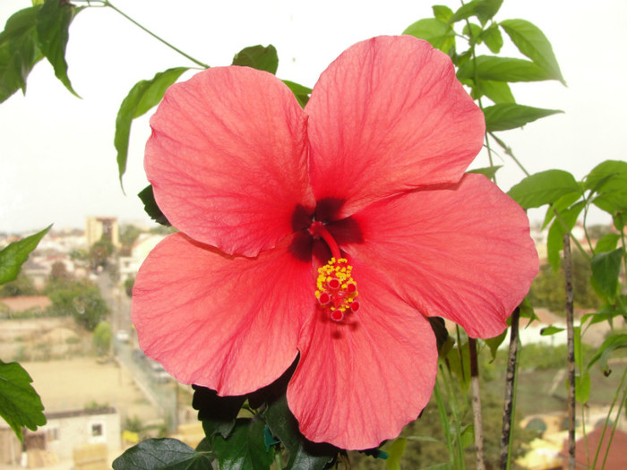 hibi somon siclam - C-hibiscus 2011- 2