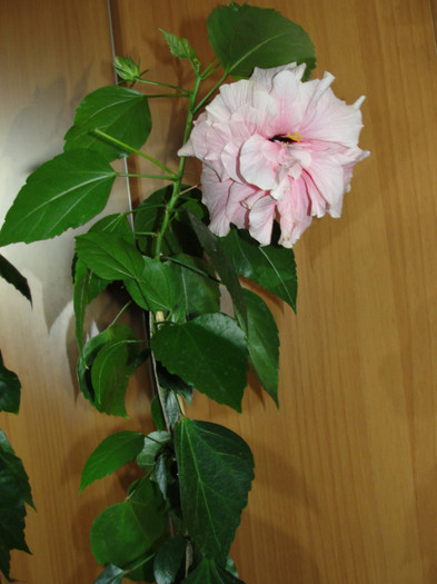 hibi roz pal batut - C-hibiscus 2011- 2