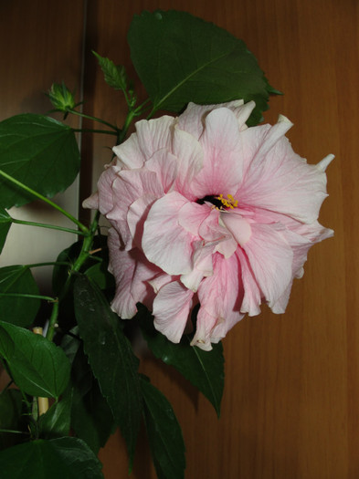 hibi roz pal batut - C-hibiscus 2011- 2