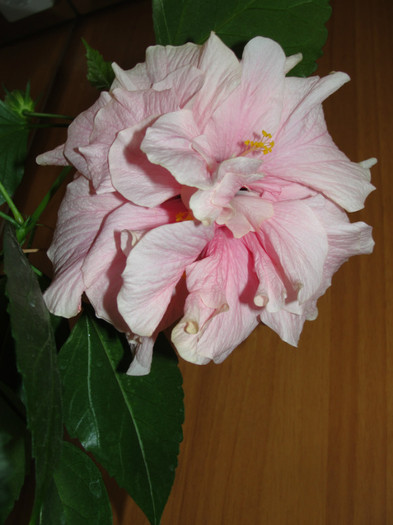 hibi roz pal batut - C-hibiscus 2011- 2