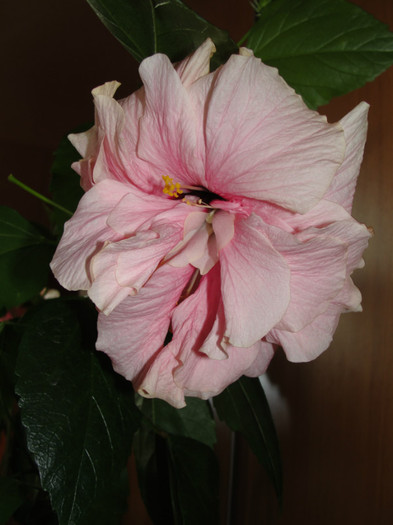 hibi roz pal batut - C-hibiscus 2011- 2