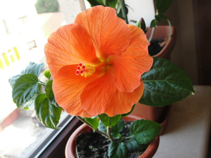 hibi wiki orange - C-hibiscus 2011- 2