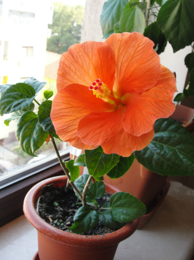 hibi wiki orange - C-hibiscus 2011- 2