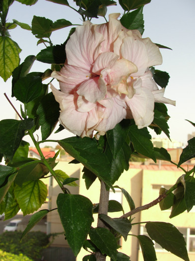 hibi roz pal batut - C-hibiscus 2011- 2