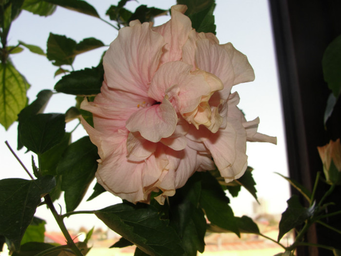 hibi roz pal batut - C-hibiscus 2011- 2