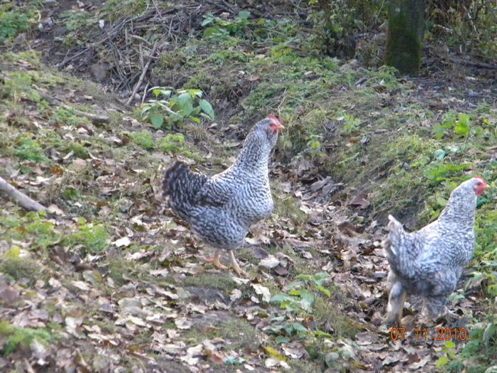 24318021_MUMDDPPAC[1]