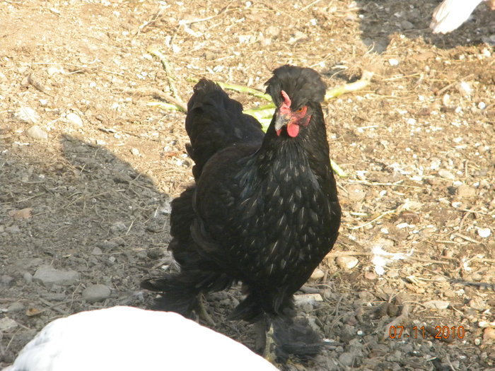 24318042_GVZVFADLJ[2]