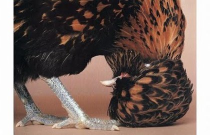 41458081_PJLKAJBRN[1]