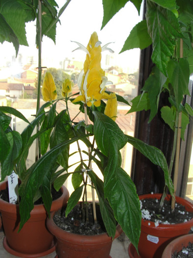  - C-pachystachys lutea- candle plant